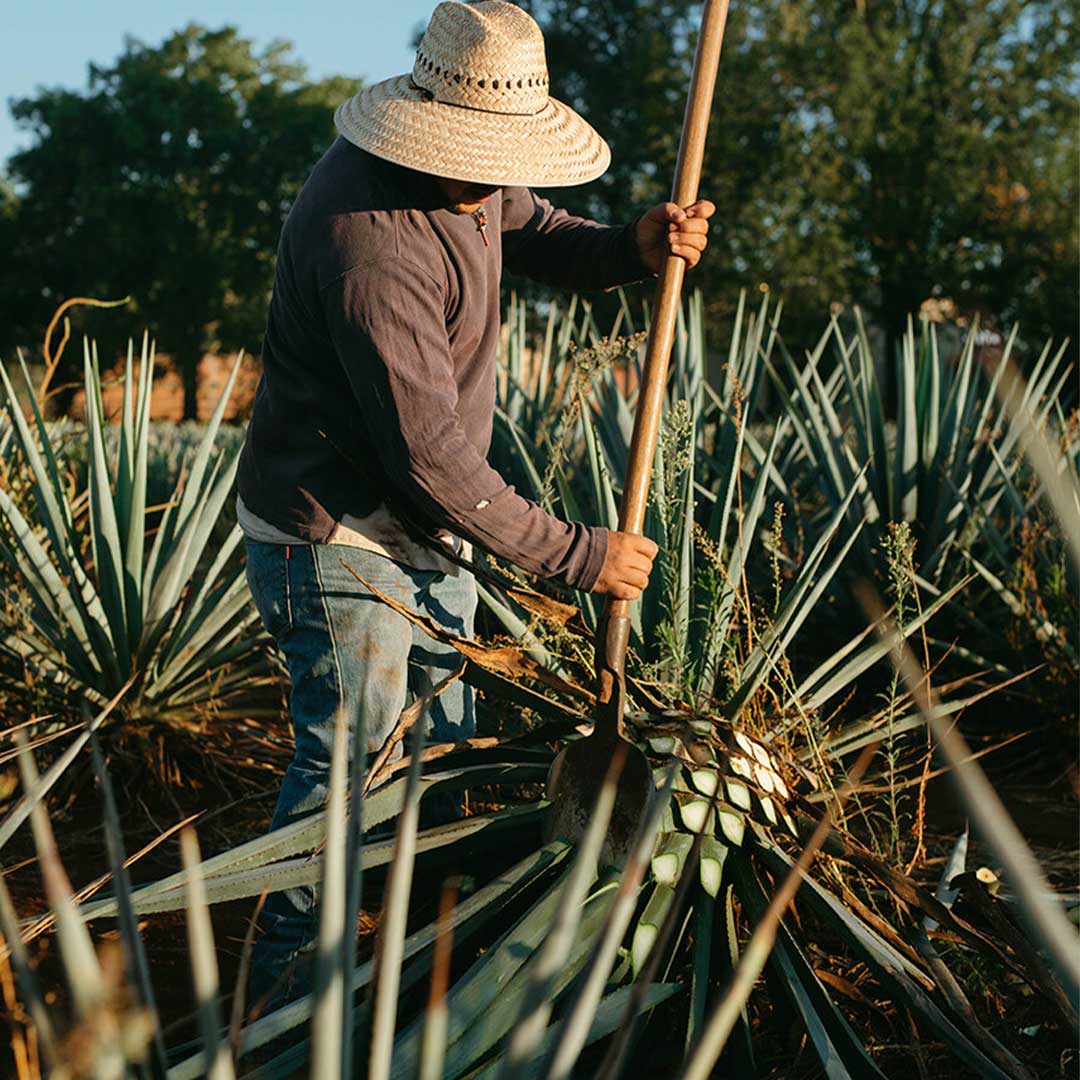 WIE GUT KENNST DU DICH MIT TEQUILA AUS?